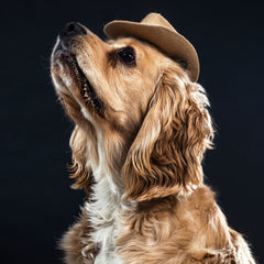 Collection image for: Pet Corner