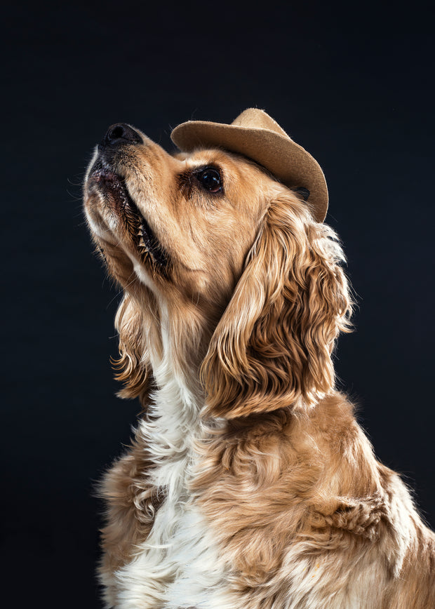 <h3>Pet coner</h3>